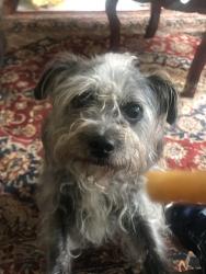 Lost Female Dog last seen Near 450 cotton gin lane, Lawrenceville, GA 30045