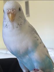 Lost Female Bird last seen West hills, Los Angeles, CA 91307