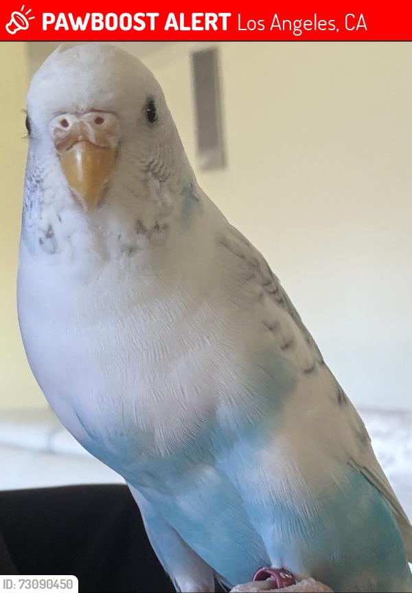 Lost Female Bird last seen West hills, Los Angeles, CA 91307
