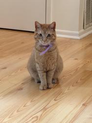 Reunited Female Cat last seen Hillside ave by route 22, Hillside, NJ 07205