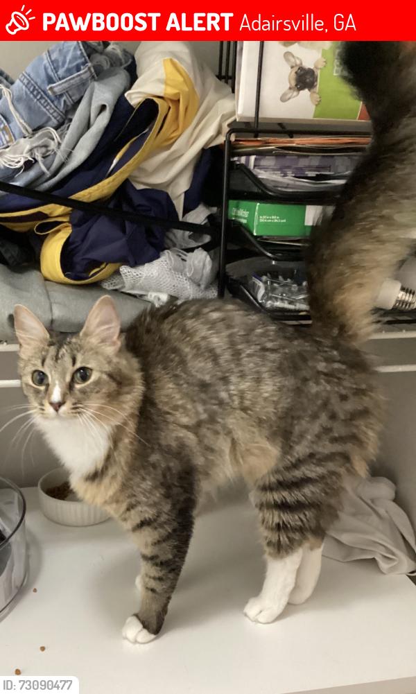 Lost Female Cat last seen Manning Mill Way/Across from Manning Mill Park, Adairsville, GA 30103