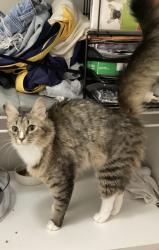 Lost Female Cat last seen Manning Mill Way/Across from Manning Mill Park, Adairsville, GA 30103