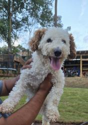 Lost Male Dog last seen Summertown dr, Norcross, GA 30071