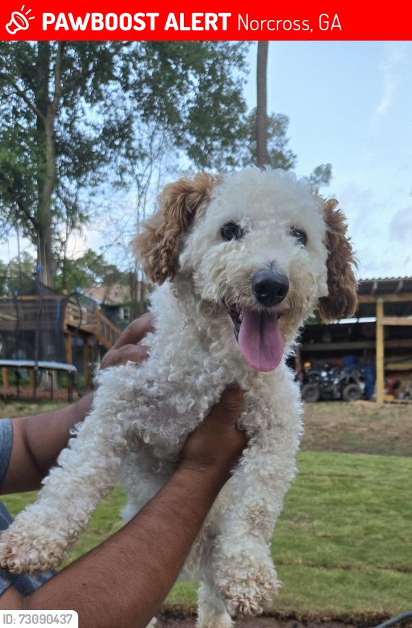 Lost Male Dog last seen Summertown dr, Norcross, GA 30071