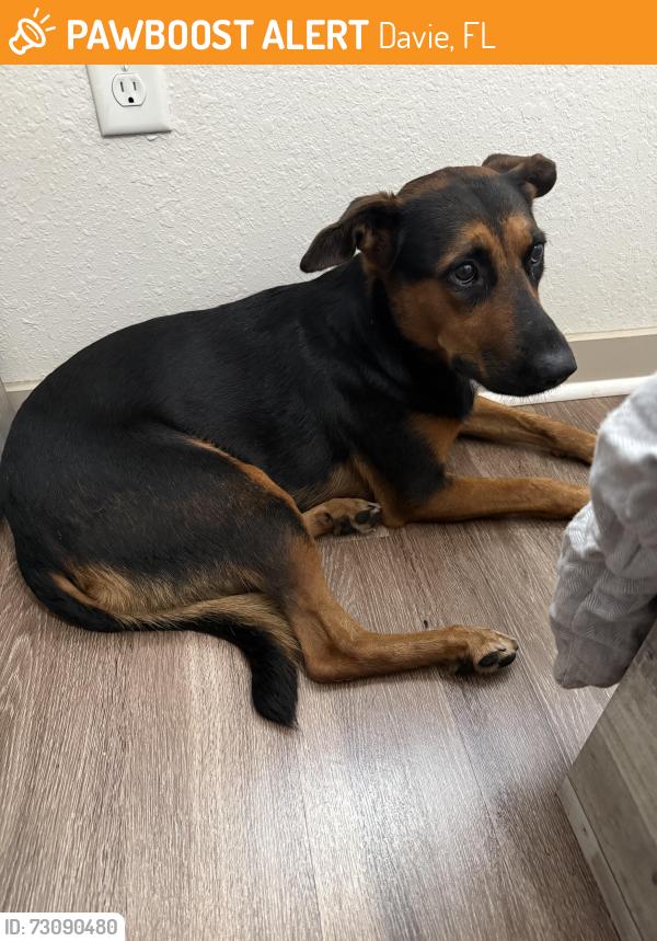 Found/Stray Female Dog last seen Near Stirling Rd, Davie, FL 33314, Davie, FL 33314