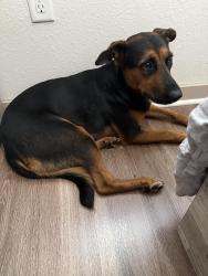 Found/Stray Female Dog last seen Near Stirling Rd, Davie, FL 33314, Davie, FL 33314
