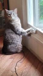 Lost Male Cat last seen Bishop  Court/Coventry, Guelph, ON N1G 2R9