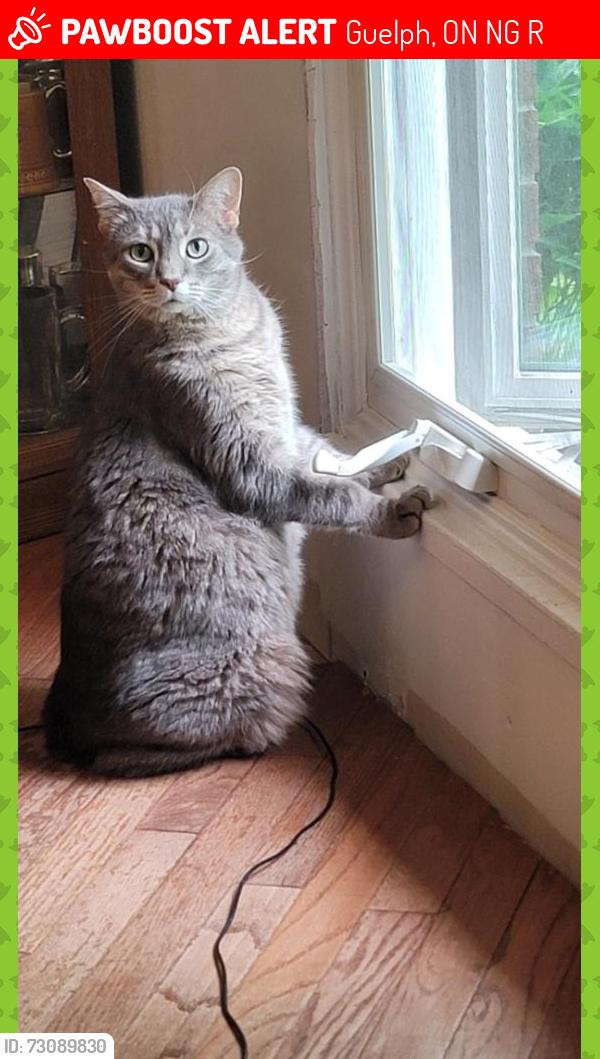 Lost Male Cat last seen Bishop  Court/Coventry, Guelph, ON N1G 2R9