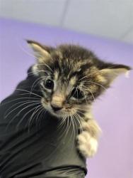Shelter Stray Female Cat last seen Near north loop, CITY of El Paso, TX, 5001 Fred Wilson Ave, El Paso, TX 79906, USA