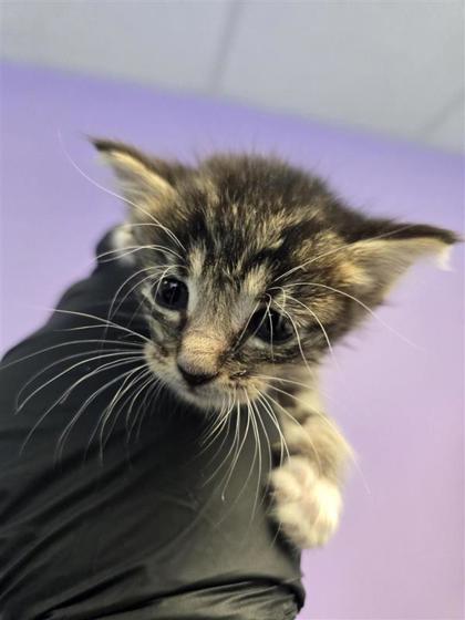 Shelter Stray Female Cat last seen Near north loop, CITY of El Paso, TX, 5001 Fred Wilson Ave, El Paso, TX 79906, USA