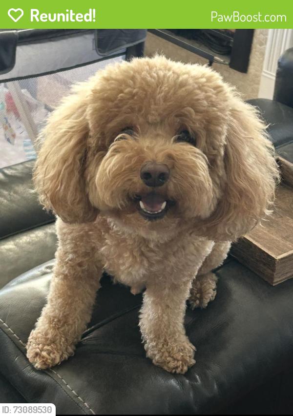 Reunited Male Dog last seen Farragut and Mystic, Foster City, CA 94404