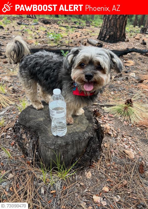 Lost Male Dog last seen Near ave y Thomas sobre la Catalina, Phoenix, AZ 85037