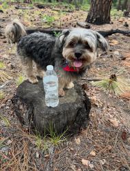 Lost Male Dog last seen Near ave y Thomas sobre la Catalina, Phoenix, AZ 85037