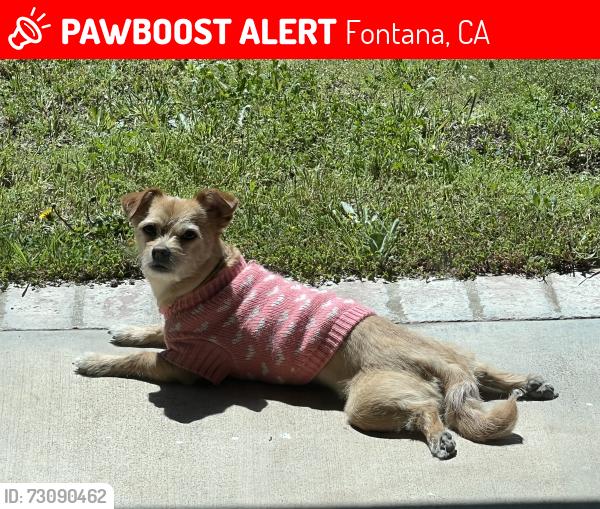 Lost Female Dog last seen Jurupa Ave. & Poplar Ave., Fontana, CA 92337