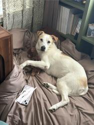 Reunited Female Dog last seen 52nd and Hillside Ave, near IPS 91, Indianapolis, IN 46205