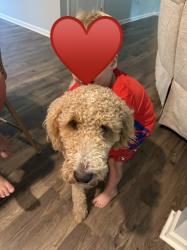 Reunited Male Dog last seen Chestatee Rd at Cool Springs, Gainesville, GA 30506