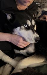 Lost Male Dog last seen 20th, Philadelphia, PA 19146
