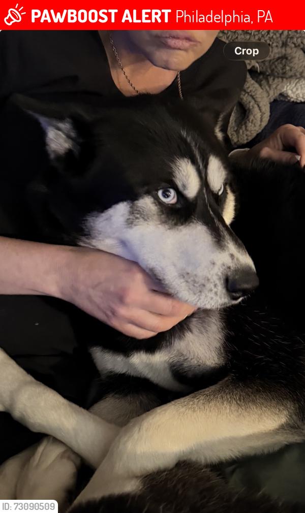 Lost Male Dog last seen 20th, Philadelphia, PA 19146