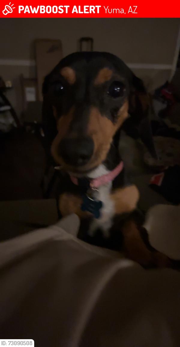 Lost Female Dog last seen Jupiter, Yuma, AZ 85364