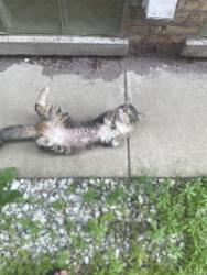 Found/Stray Male Cat last seen Irving Park and Avers Ave, Chicago, IL 60618