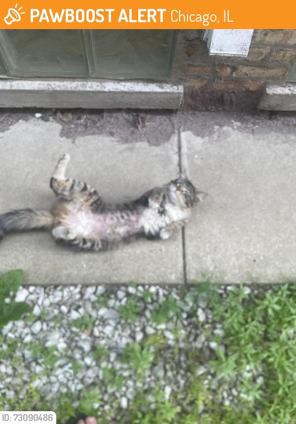 Found/Stray Male Cat last seen Irving Park and Avers Ave, Chicago, IL 60618