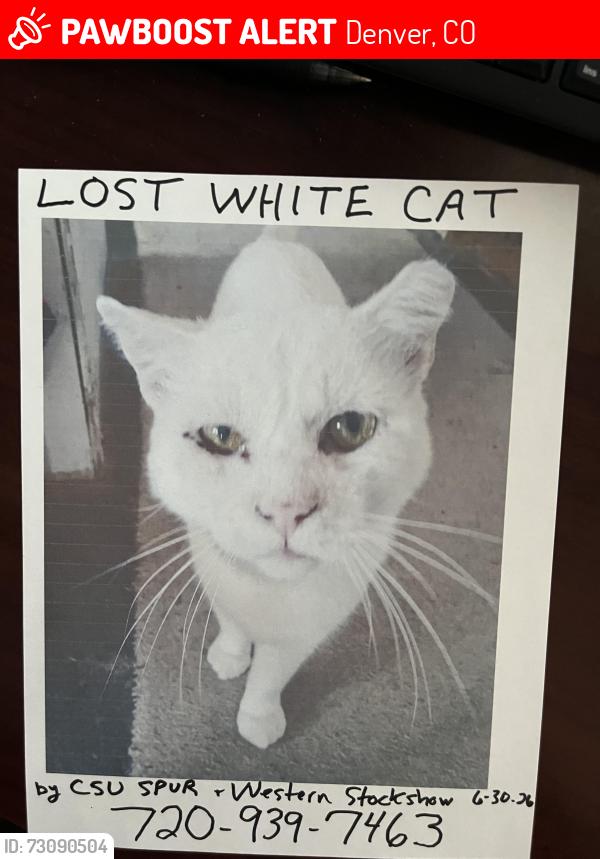 Lost Male Cat last seen Humane Colorado parking lot across to creek, Denver, CO 80216