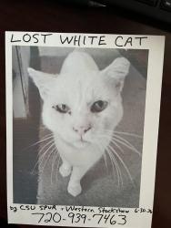 Lost Male Cat last seen Humane Colorado parking lot across to creek, Denver, CO 80216
