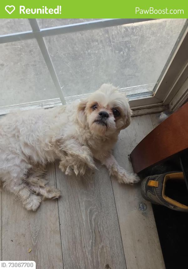Reunited Male Dog last seen Near maui dr, San Jose, CA 95111