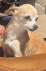 Reunited Female Dog last seen Dolphin Sr, Danville, CA 94526