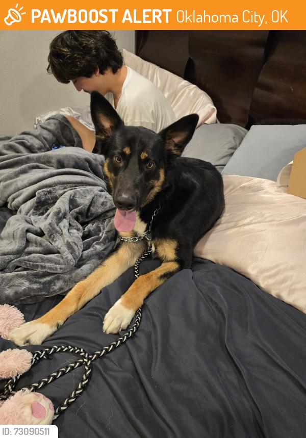 Found/Stray Male Dog last seen NW 10th & Independence Ave, Oklahoma City, OK 73107