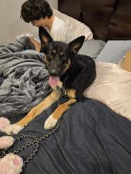 Found/Stray Male Dog last seen NW 10th & Independence Ave, Oklahoma City, OK 73107