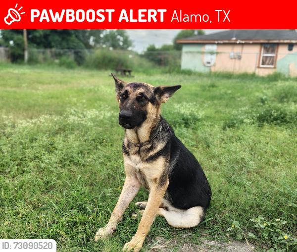 Lost Female Dog last seen Marcia garza elementry, Alamo, TX 78516