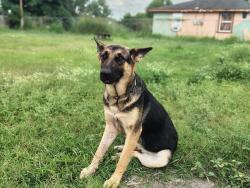Lost Female Dog last seen Marcia garza elementry, Alamo, TX 78516