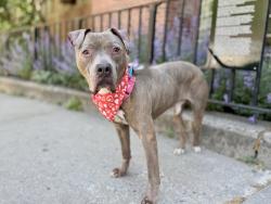 Shelter Stray Male Dog last seen Near Loisaida Alley, NEW YORK, NY, 10009, 326 E 110th St, New York, NY 10029, USA