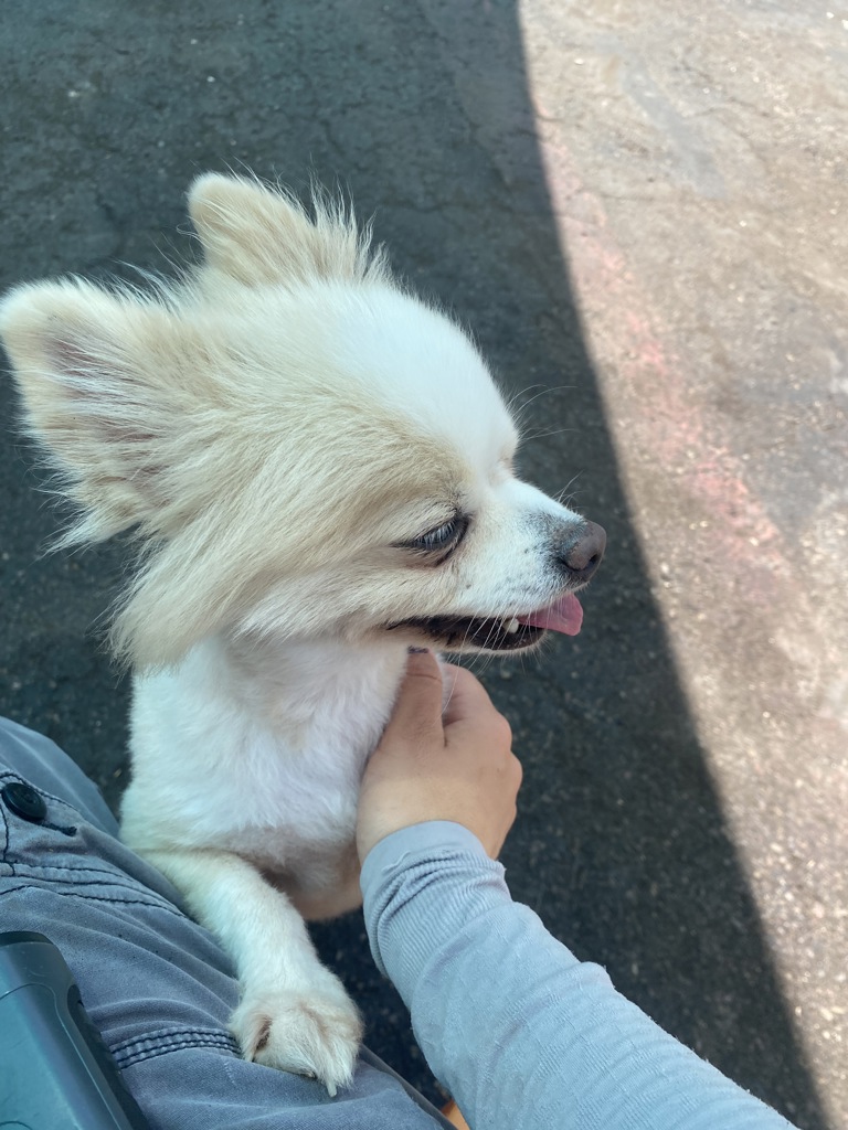 Shelter Stray Female Dog last seen 31st Street, San Diego, CA, 92102, 5500 Gaines St, San Diego, CA 92110, USA