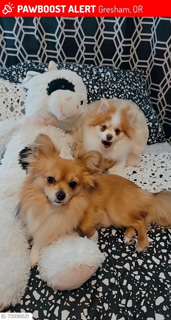 Lost Male Dog last seen 1071Se Kane dr apt 30, Gresham, OR 97080