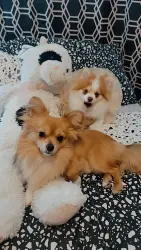 Lost Male Dog last seen 1071Se Kane dr apt 30, Gresham, OR 97080