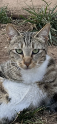Lost Male Cat last seen Apore st, La Mesa, CA 91941