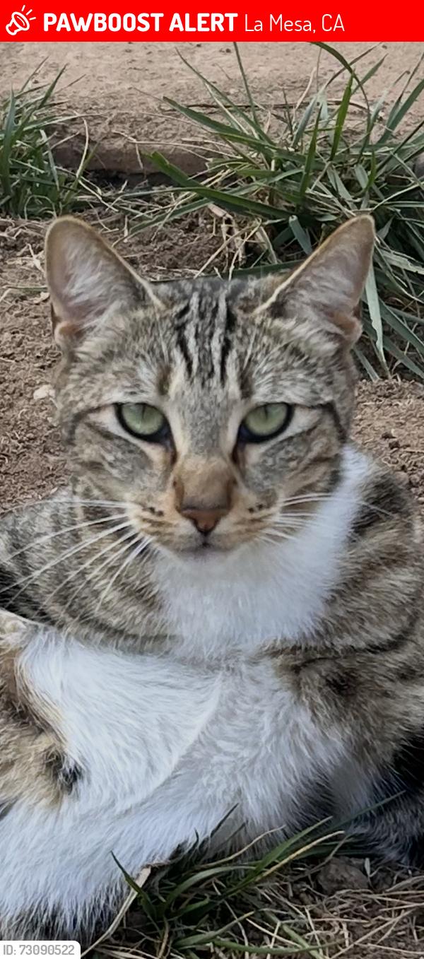Lost Male Cat last seen Apore st, La Mesa, CA 91941