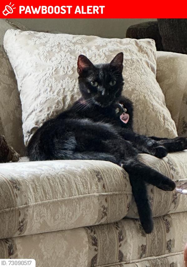 Lost Male Cat last seen Villiage of Olde Hickory, Manheim Township, PA 17601