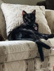 Lost Male Cat last seen Villiage of Olde Hickory, Manheim Township, PA 17601