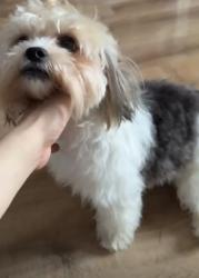 Reunited Female Dog last seen Near TH st, Chicago, IL 60623