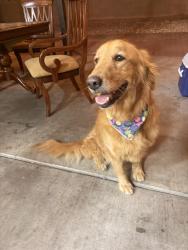 Found/Stray Female Dog last seen Craig, Sunrise Manor, NV 89156