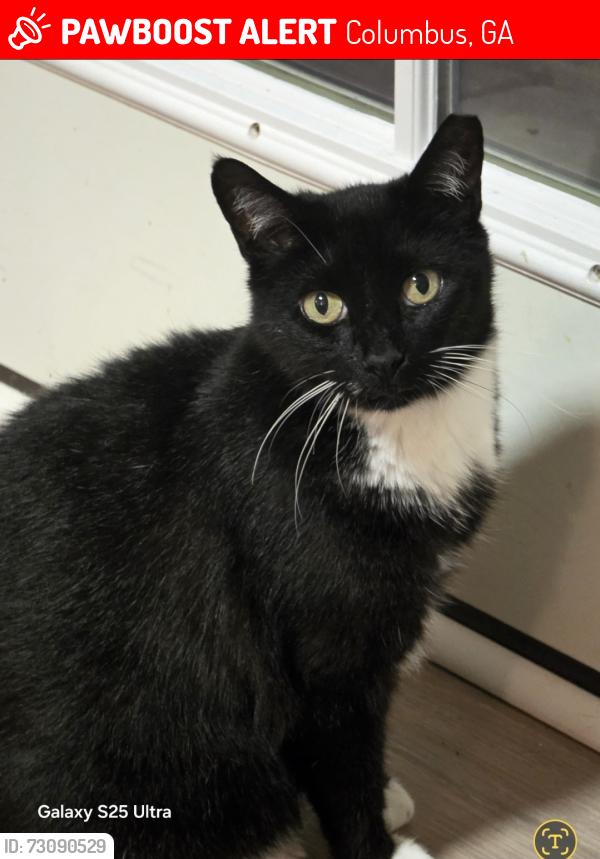 Lost Female Cat last seen Stonemill Dr and Willow Oak Dr, Columbus, GA 31909