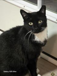Lost Female Cat last seen Stonemill Dr and Willow Oak Dr, Columbus, GA 31909