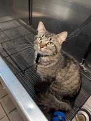 Found/Stray Male Cat last seen In bush on corner of Darke Blvd and Rademaker DR, Brook Park, OH 44142