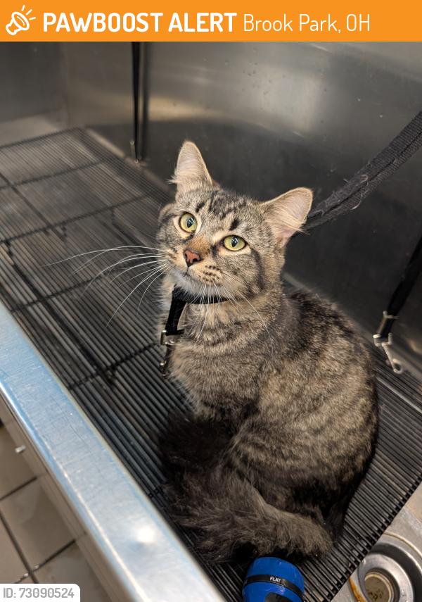 Found/Stray Male Cat last seen In bush on corner of Darke Blvd and Rademaker DR, Brook Park, OH 44142