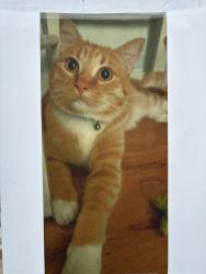 Reunited Male Cat last seen Ione St and Avalon Dr., Sacramento, CA 95864