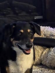 Reunited Male Dog last seen Lowes, West Fargo, ND 58078