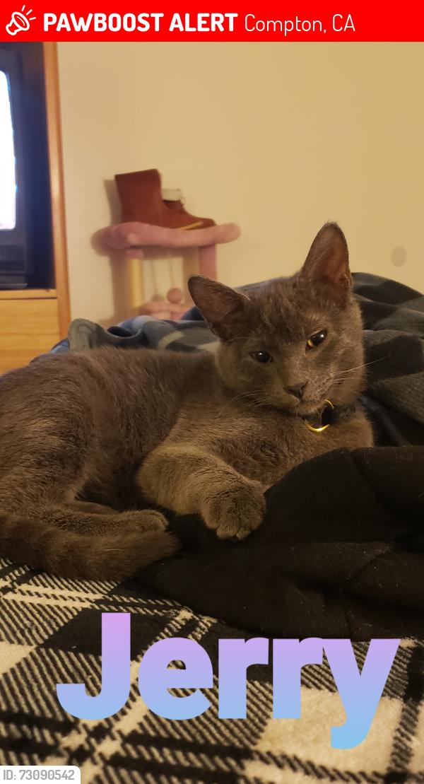 Lost Male Cat last seen Near w Artesia blvd, Compton, CA 90220
